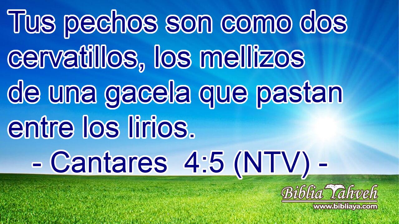 Tus pechos son como dos cervatillos, los mellizos de una gacela que pastan entre los lirios.