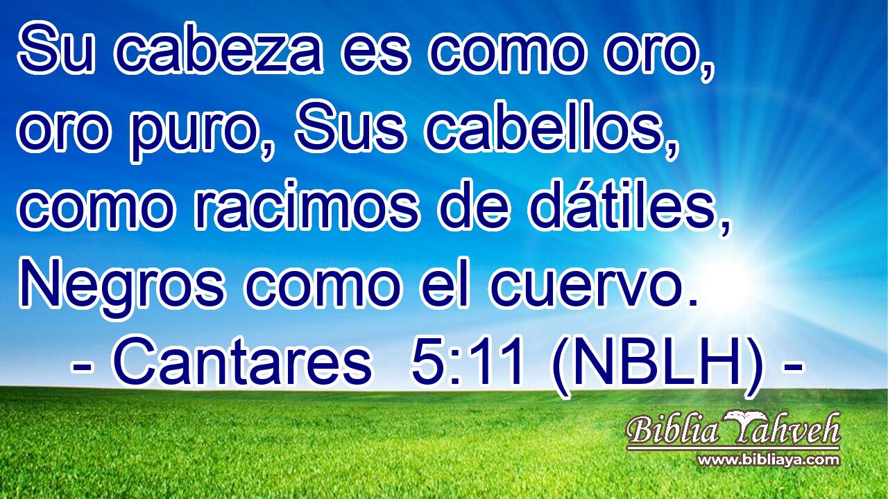  Su cabeza es como oro, oro puro, Sus cabellos, como racimos de dátiles, Negros como el cuervo. 