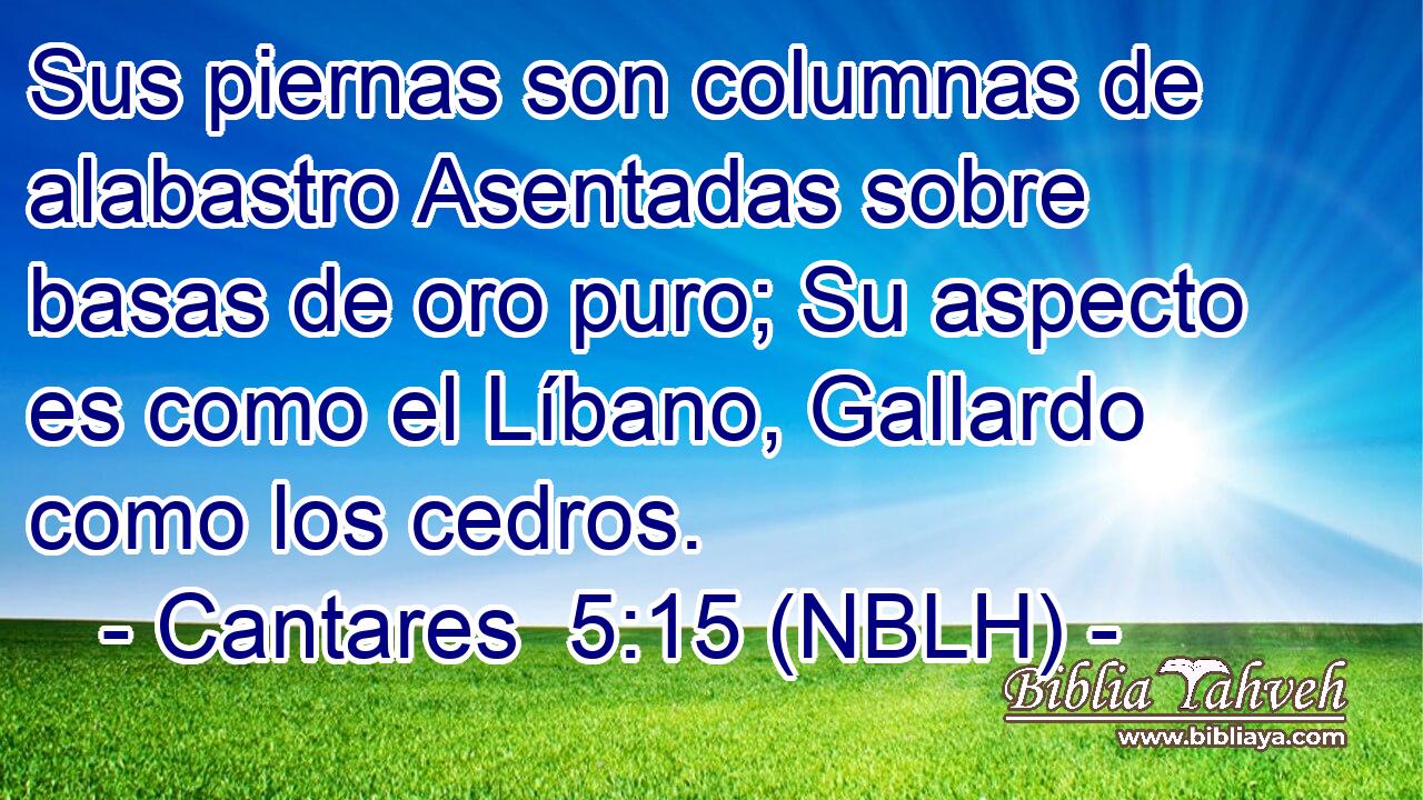  Sus piernas son columnas de alabastro Asentadas sobre basas de oro puro; Su aspecto es como el Líbano, Gallardo como los cedros. 