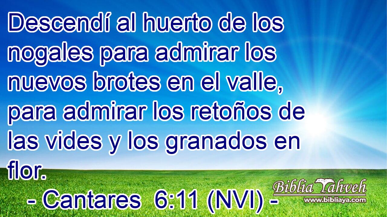  Descendí al huerto de los nogales para admirar los nuevos brotes en el valle, para admirar los retoños de las vides y los granados en flor. 