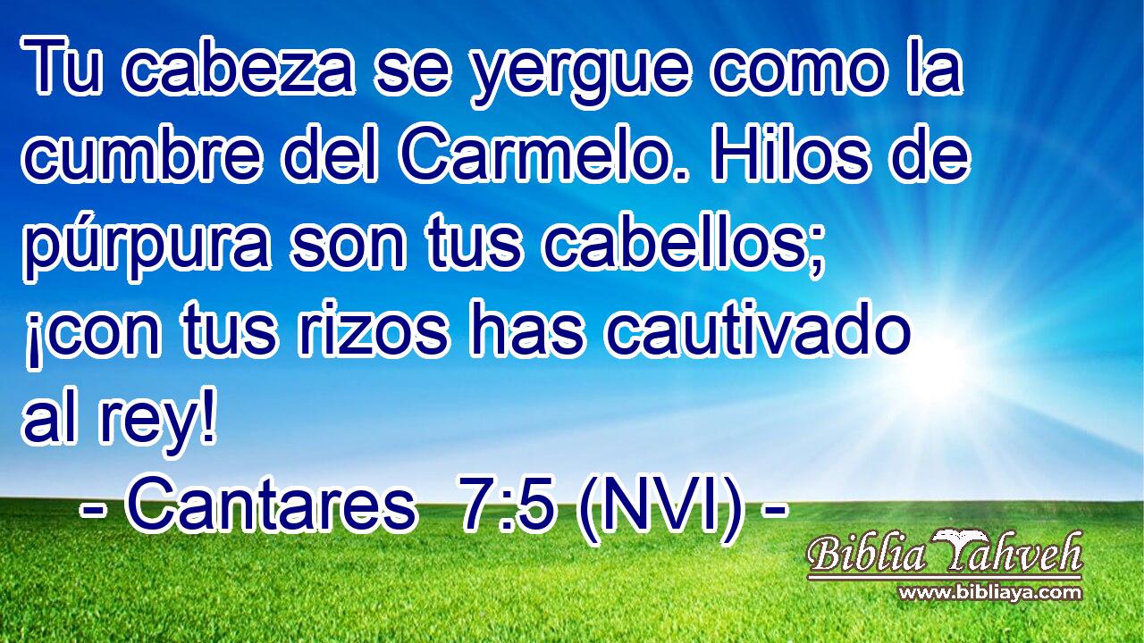  Tu cabeza se yergue como la cumbre del Carmelo. Hilos de púrpura son tus cabellos; ¡con tus rizos has cautivado al rey! 