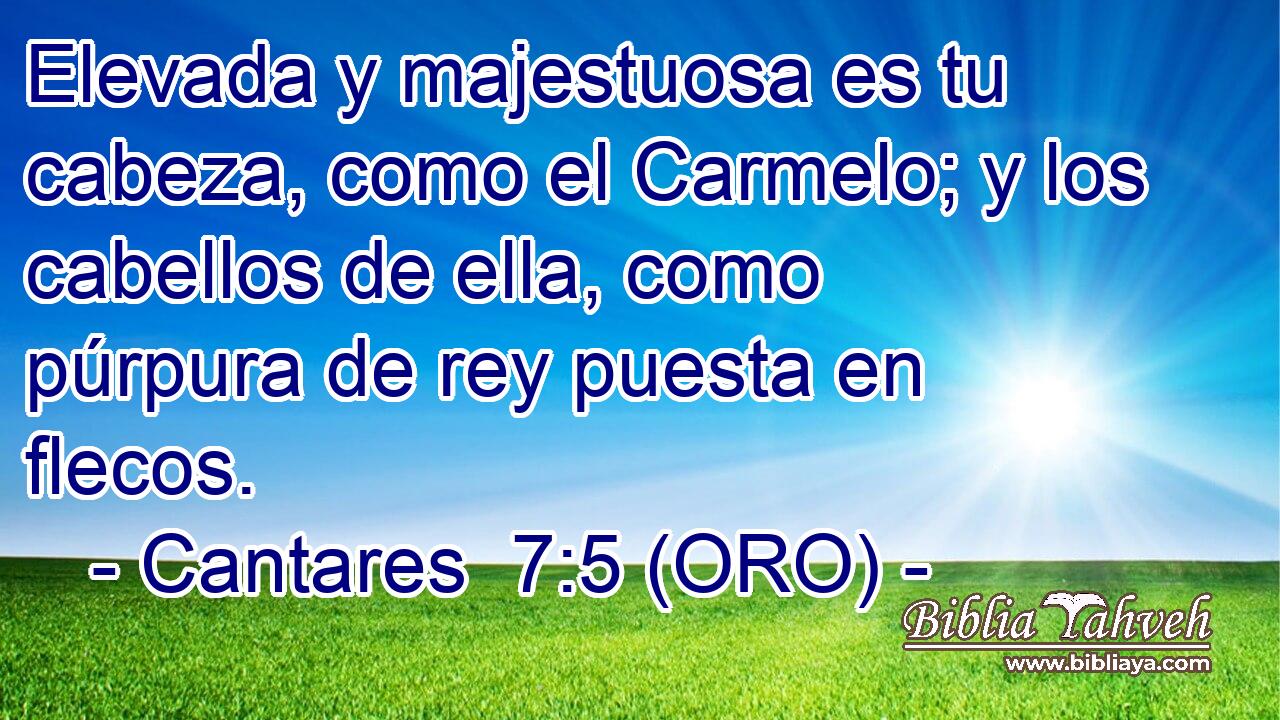  Elevada y majestuosa es tu cabeza, como el Carmelo; y los cabellos de ella, como púrpura de rey puesta en flecos. 