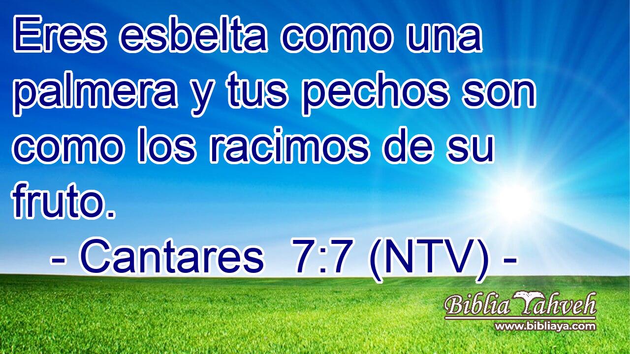 Eres esbelta como una palmera y tus pechos son como los racimos de su fruto.