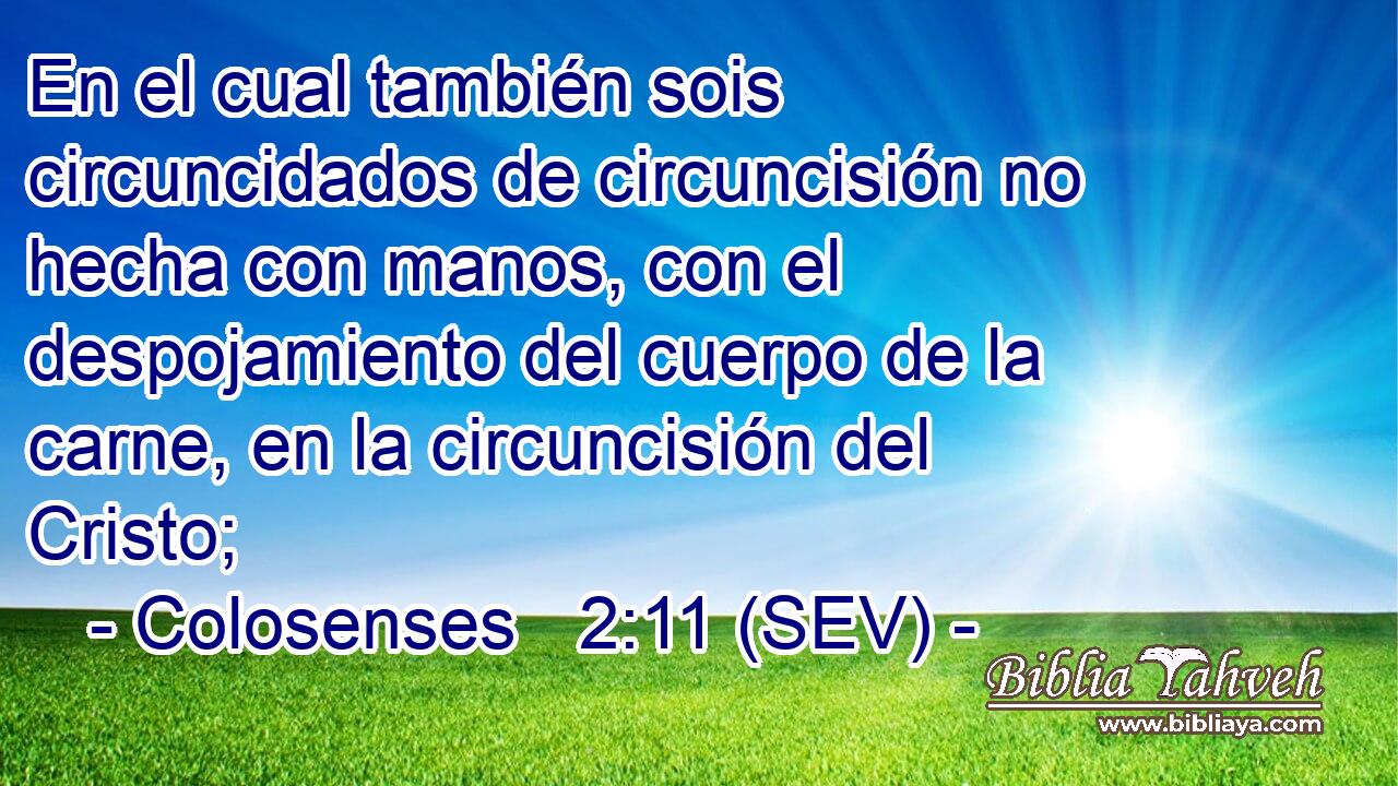 En el cual también sois circuncidados de circuncisión no hecha con manos, con el despojamiento del cuerpo de la carne, en la circuncisión del Cristo;