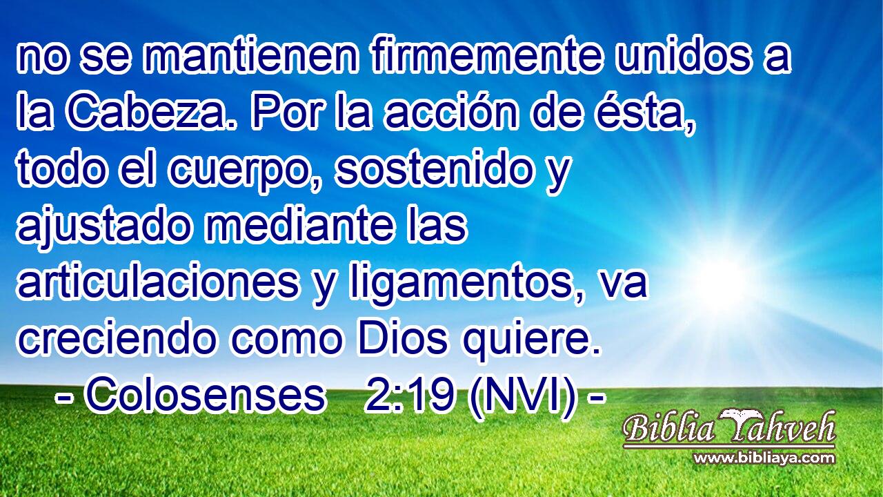  no se mantienen firmemente unidos a la Cabeza. Por la acción de ésta, todo el cuerpo, sostenido y ajustado mediante las articulaciones y ligamentos, va creciendo como Dios quiere. 