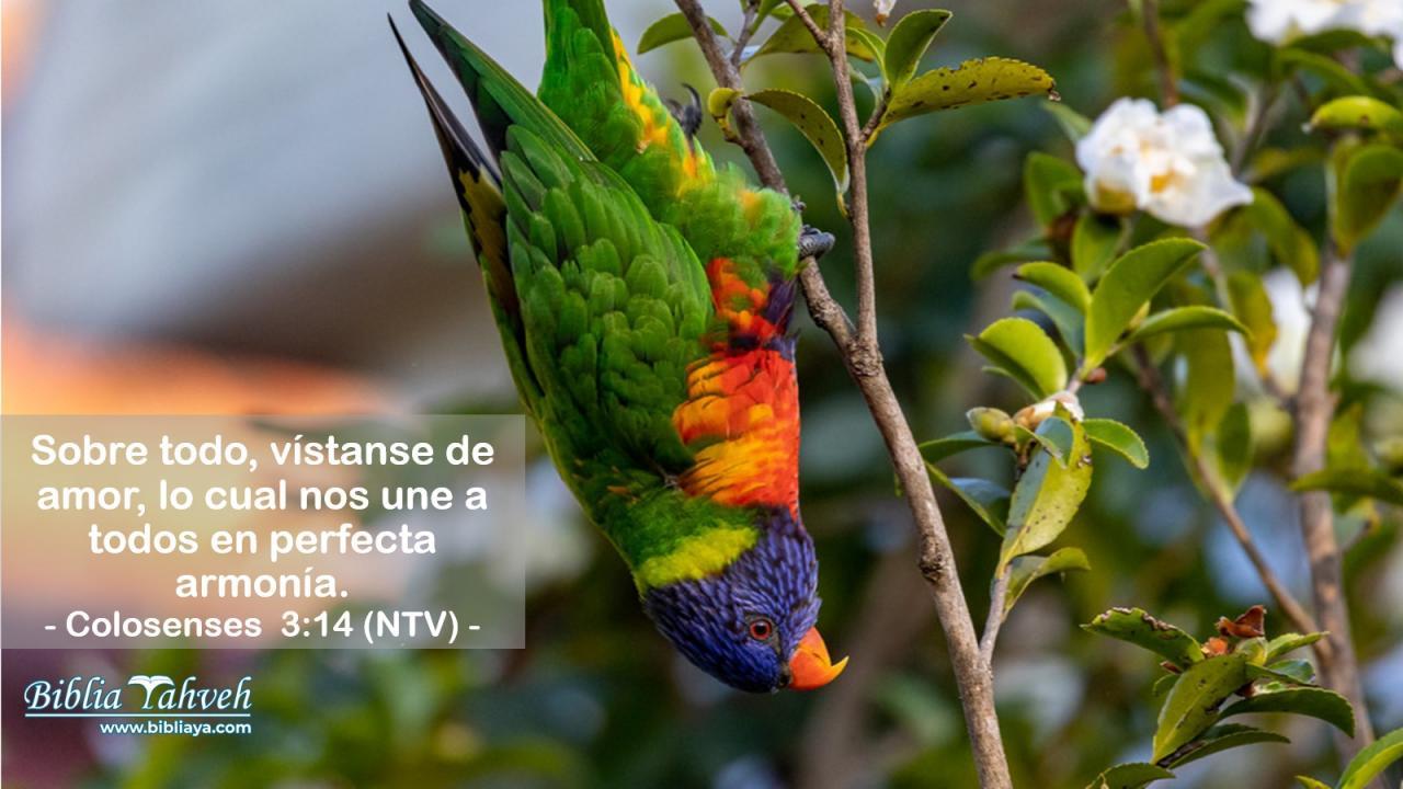 Sobre todo, vístanse de amor, lo cual nos une a todos en perfecta armonía.