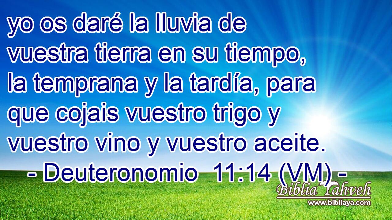  yo os daré la lluvia de vuestra tierra en su tiempo,  la temprana y la tardía, para que cojais vuestro trigo y vuestro vino y vuestro aceite. 