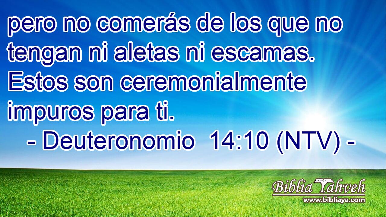 pero no comerás de los que no tengan ni aletas ni escamas. Estos son ceremonialmente impuros para ti.