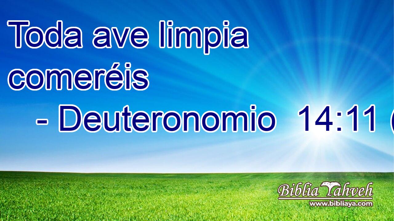 Toda ave limpia comeréis