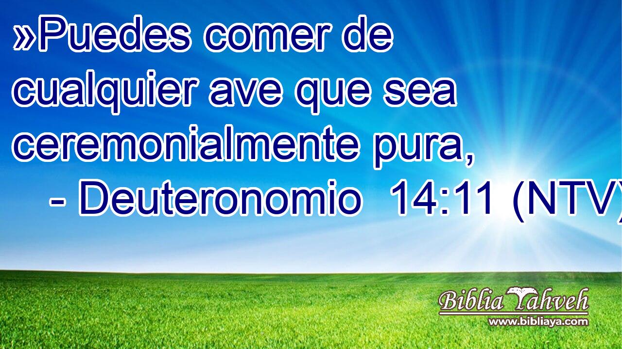 »Puedes comer de cualquier ave que sea ceremonialmente pura,