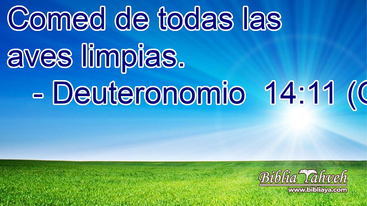  Comed de todas las aves limpias. 