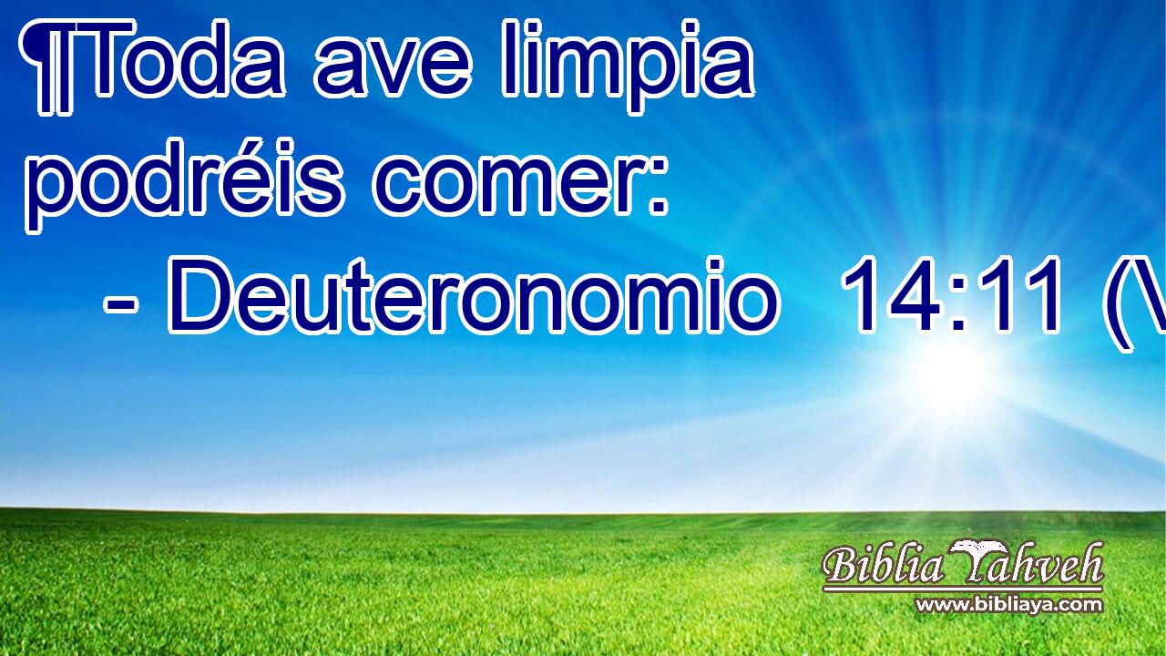  ¶Toda ave limpia podréis comer: 