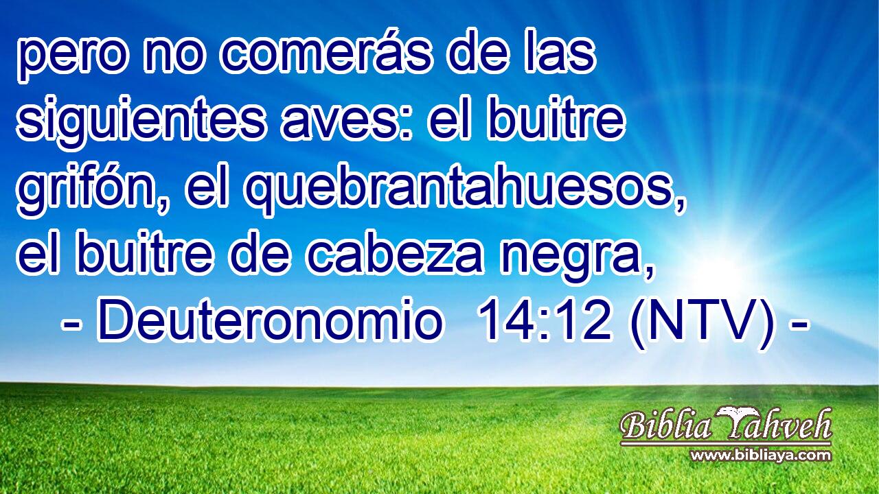 pero no comerás de las siguientes aves: el buitre grifón, el quebrantahuesos, el buitre de cabeza negra,