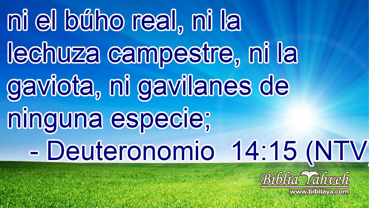 ni el búho real, ni la lechuza campestre, ni la gaviota, ni gavilanes de ninguna especie;