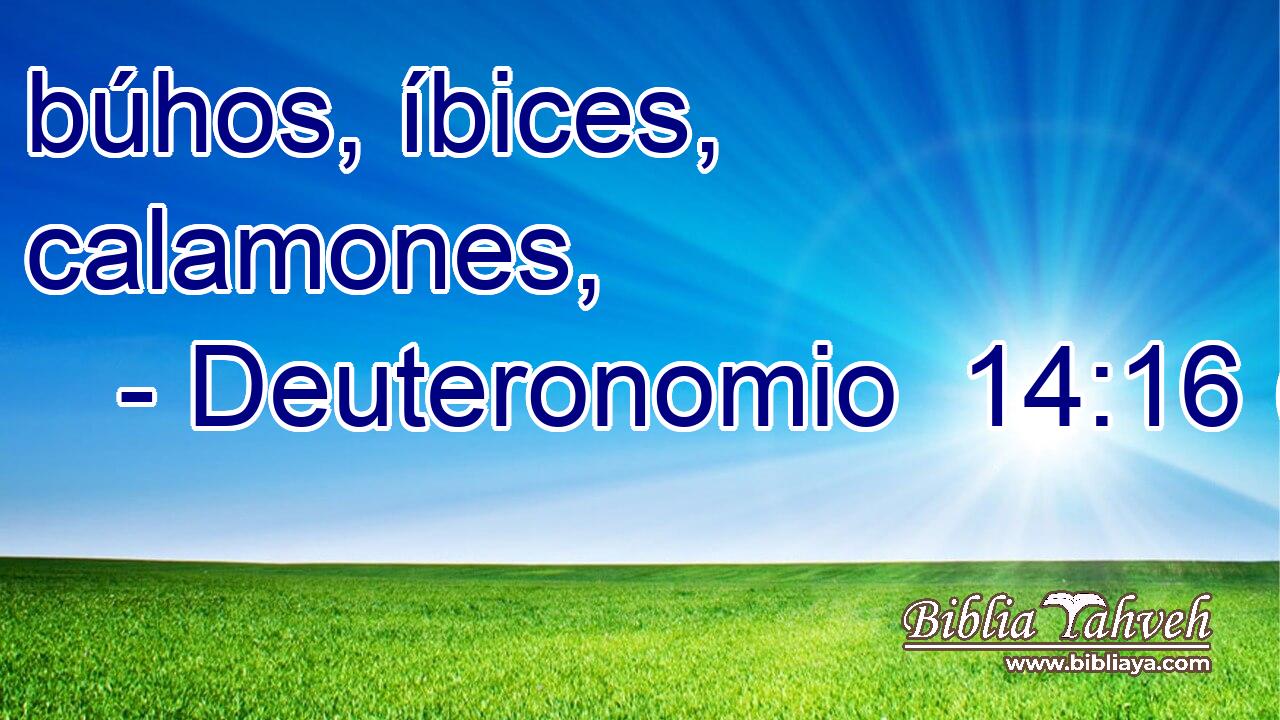  búhos, íbices, calamones, 