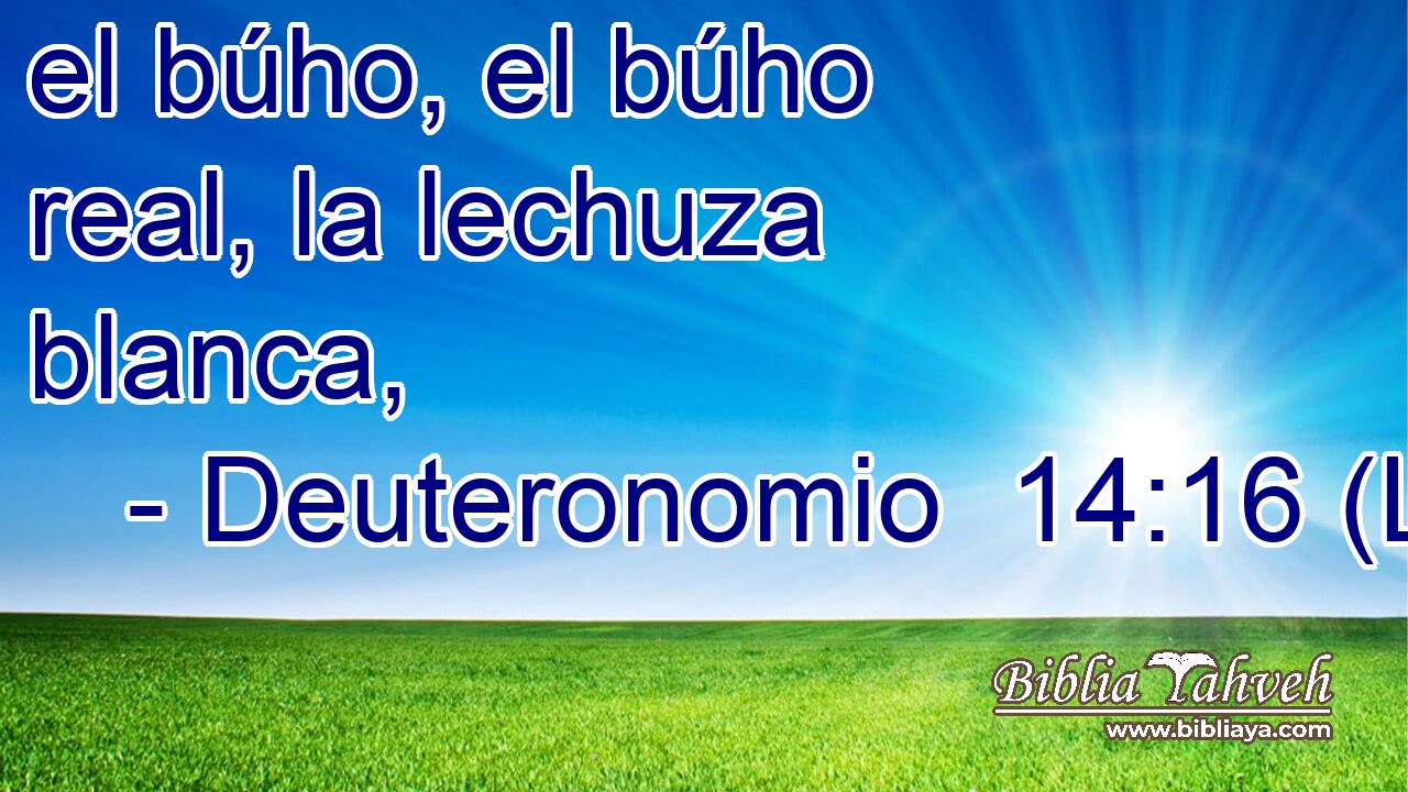 el búho, el búho real, la lechuza blanca,