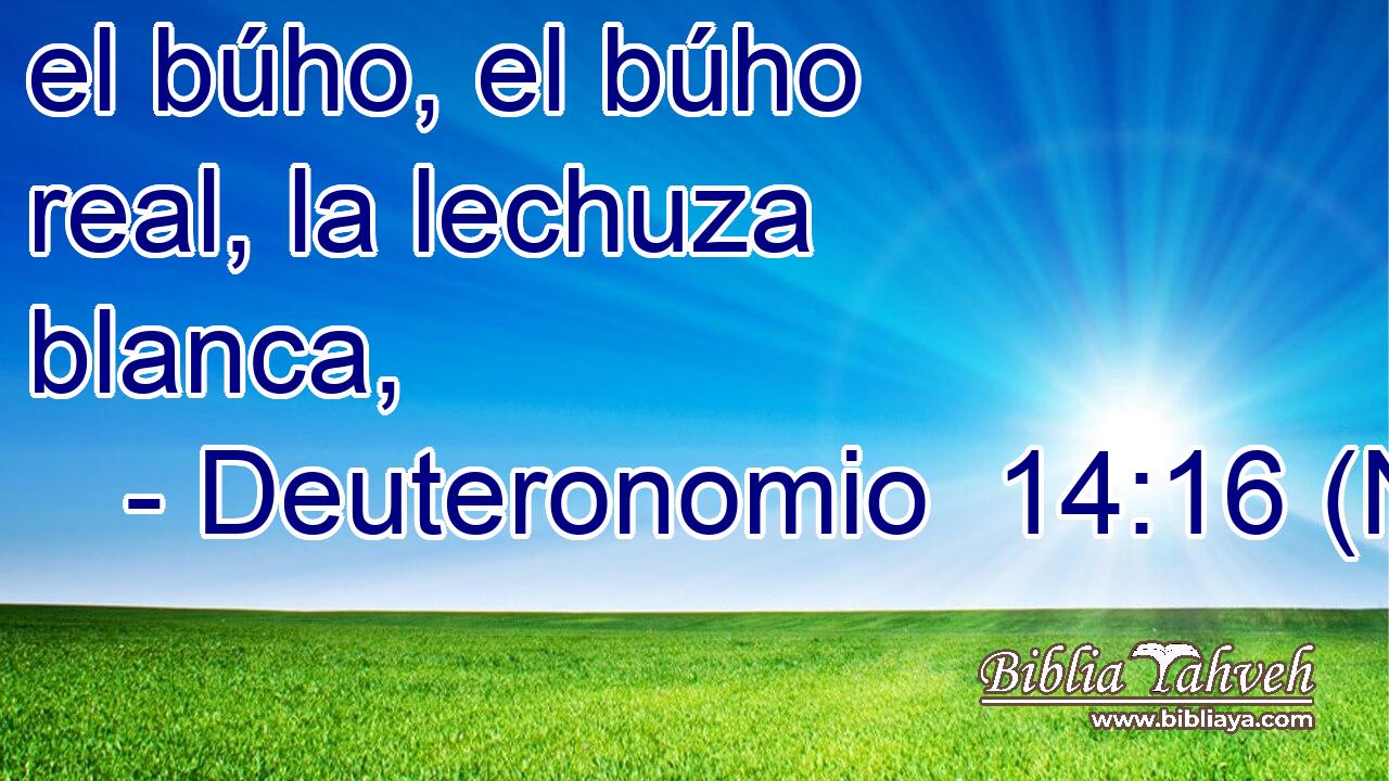  el búho, el búho real, la lechuza blanca, 