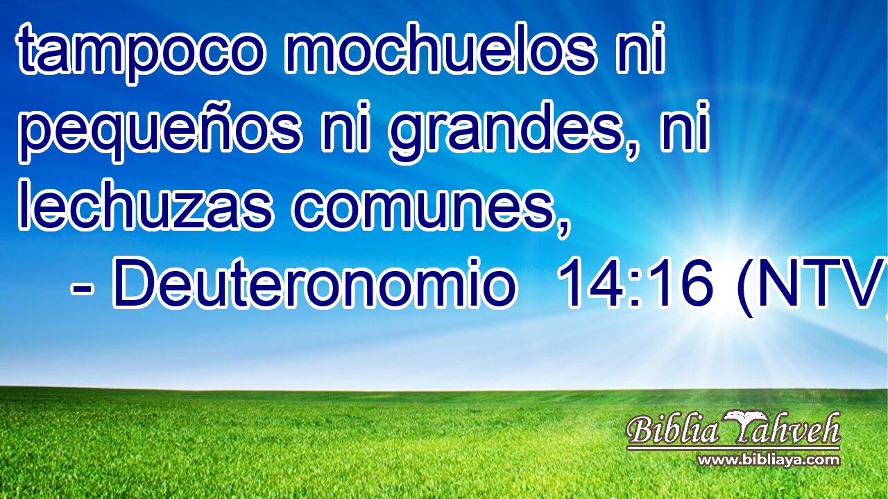 tampoco mochuelos ni pequeños ni grandes, ni lechuzas comunes,