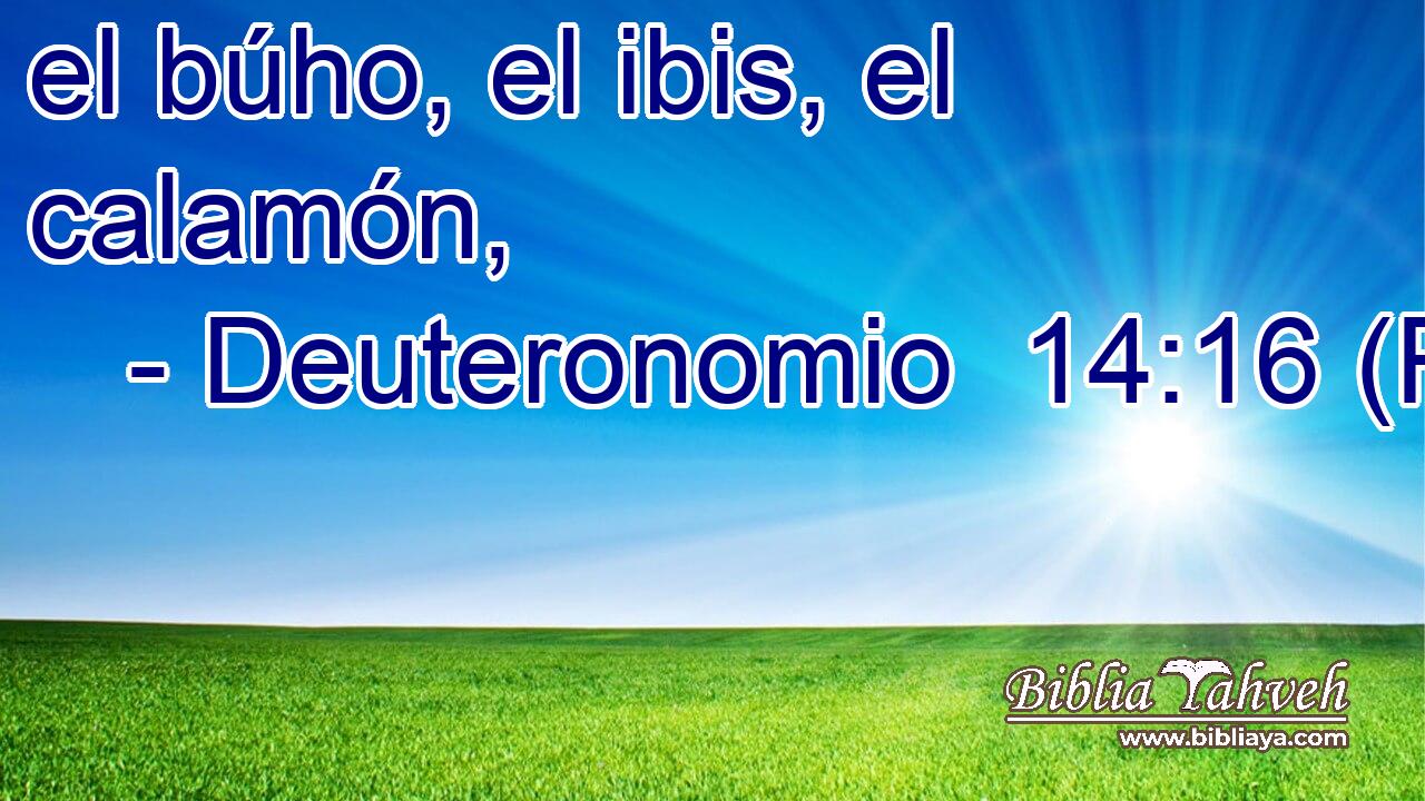 el búho, el ibis, el calamón,