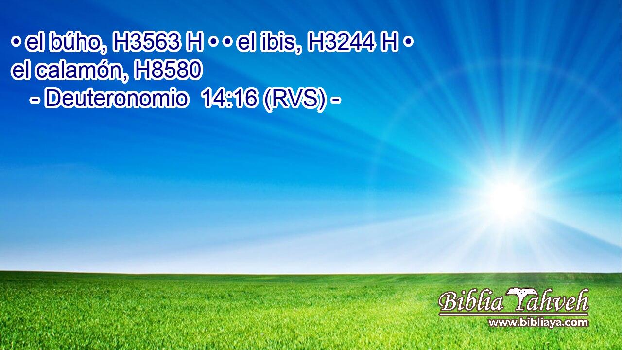 • el búho, H3563 H • • el ibis, H3244 H • el calamón, H8580  