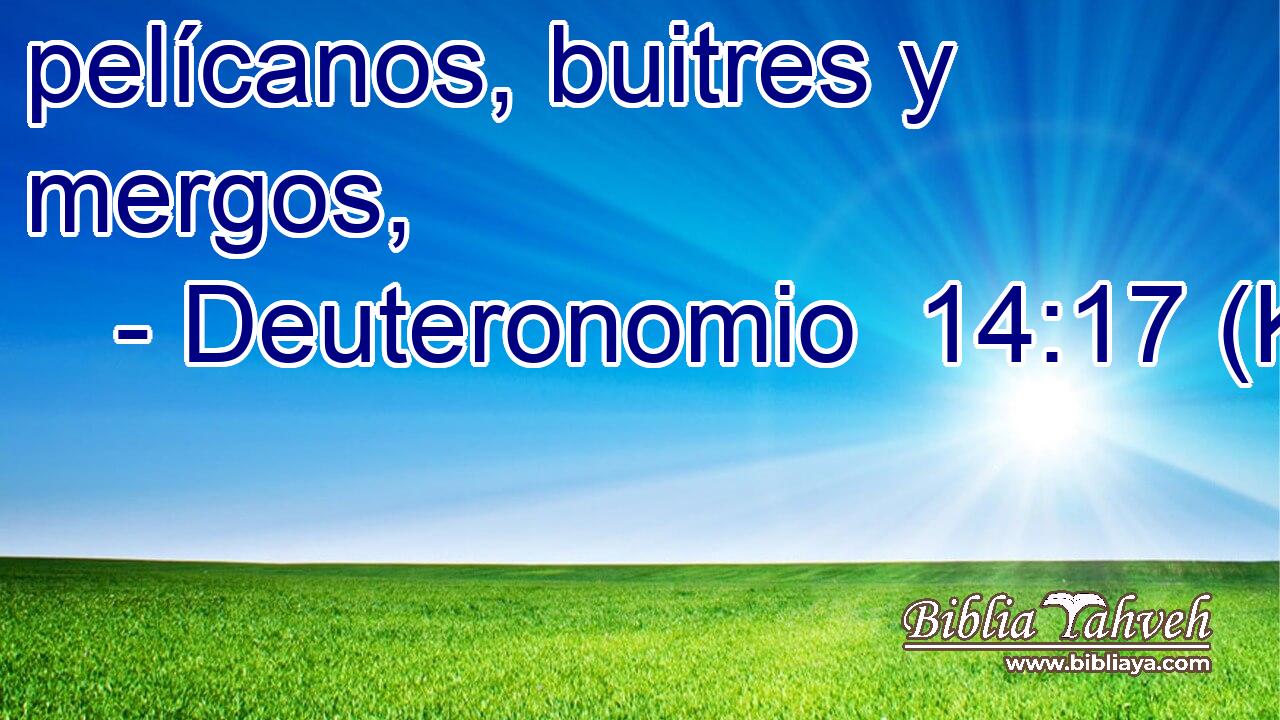  pelícanos, buitres y mergos, 