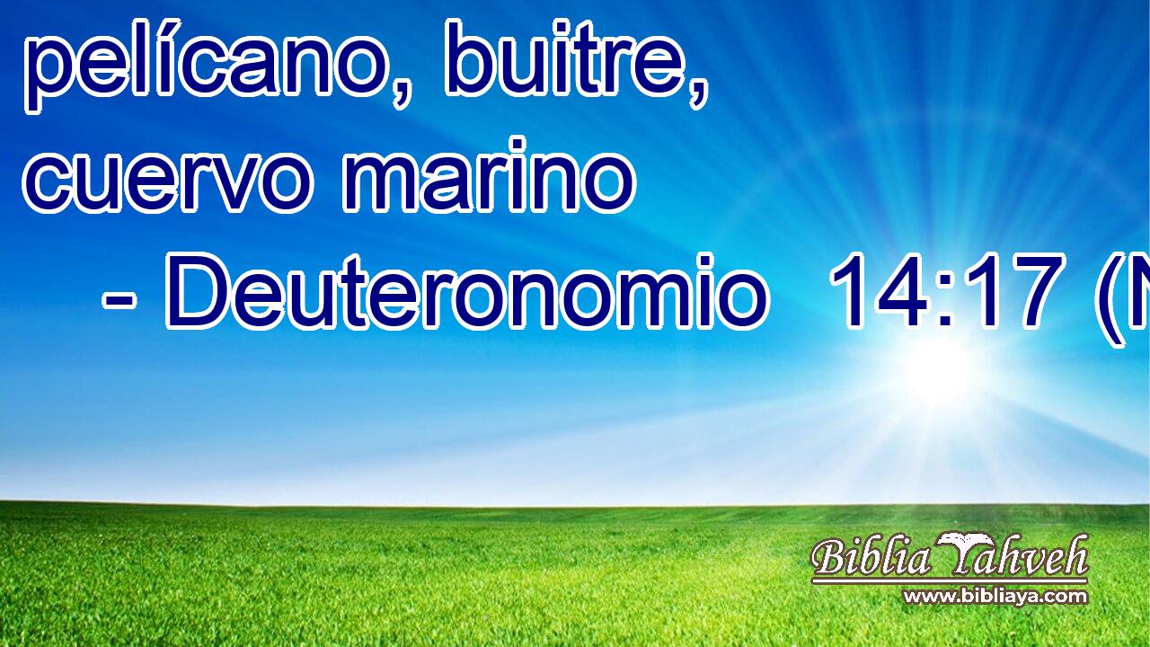  pelícano, buitre, cuervo marino 