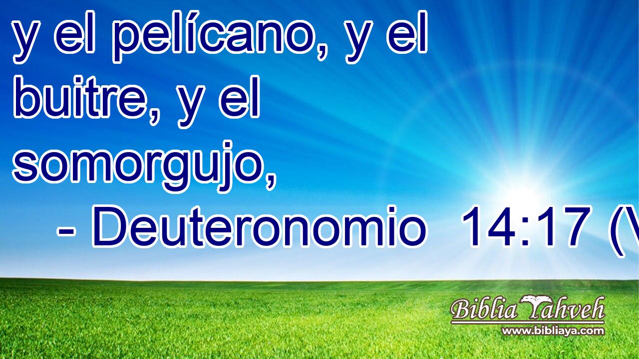  y el pelícano, y el buitre, y el somorgujo, 