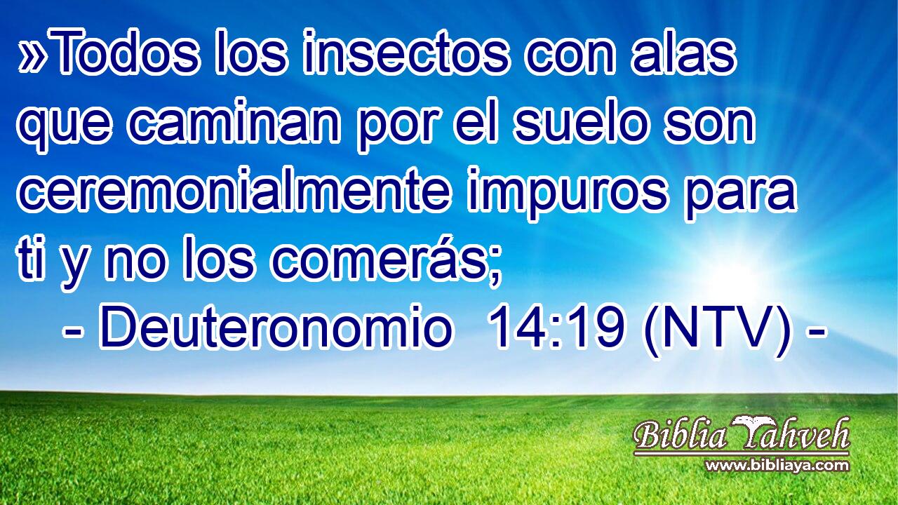»Todos los insectos con alas que caminan por el suelo son ceremonialmente impuros para ti y no los comerás;