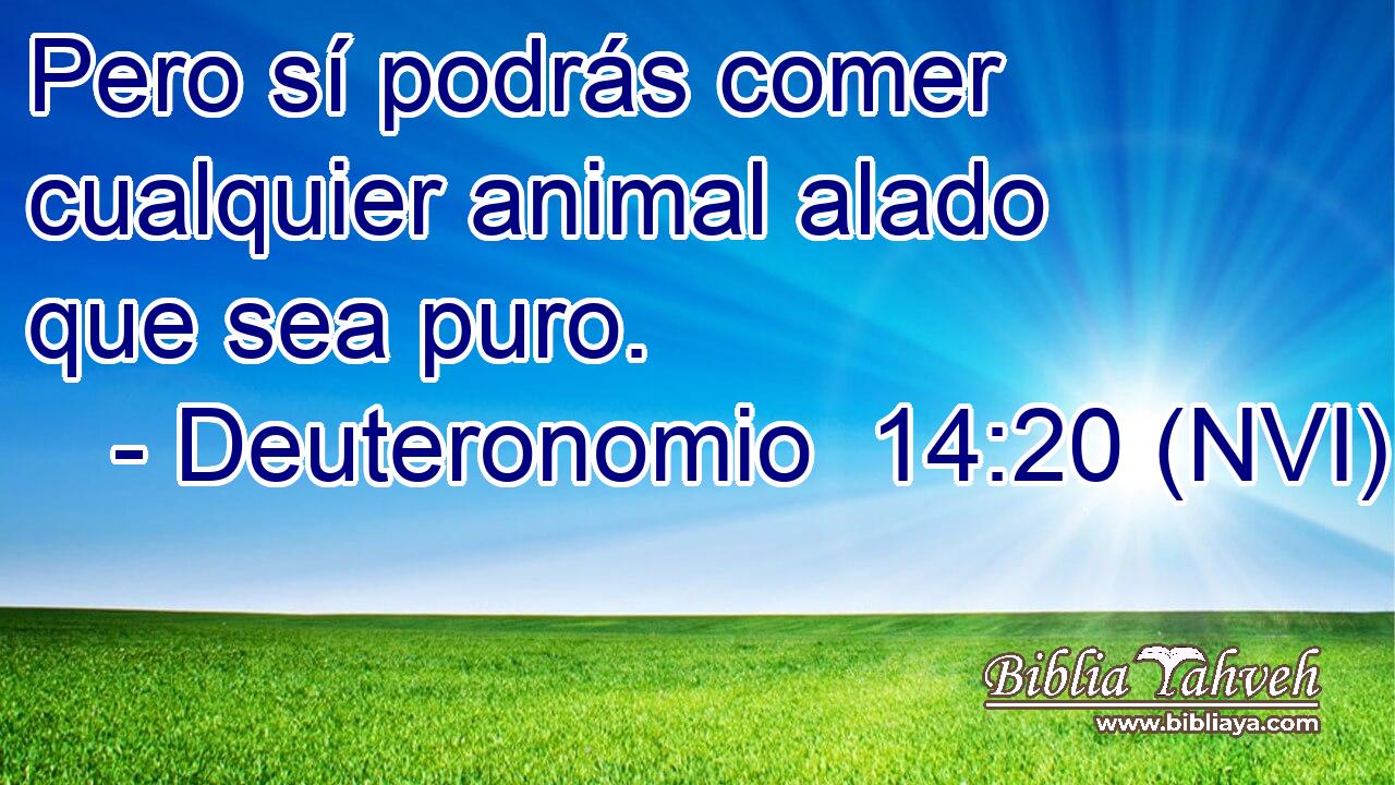  Pero sí podrás comer cualquier animal alado que sea puro. 
