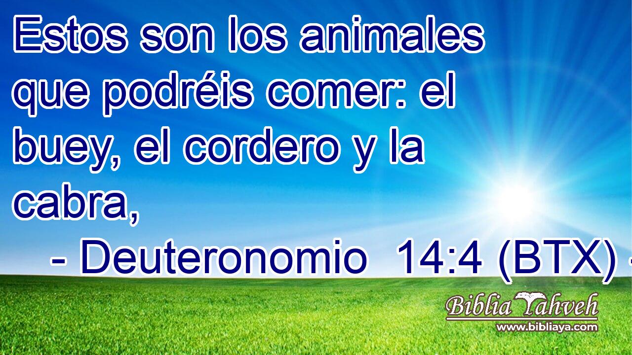 Estos son los animales que podréis comer: el buey, el cordero y la cabra,