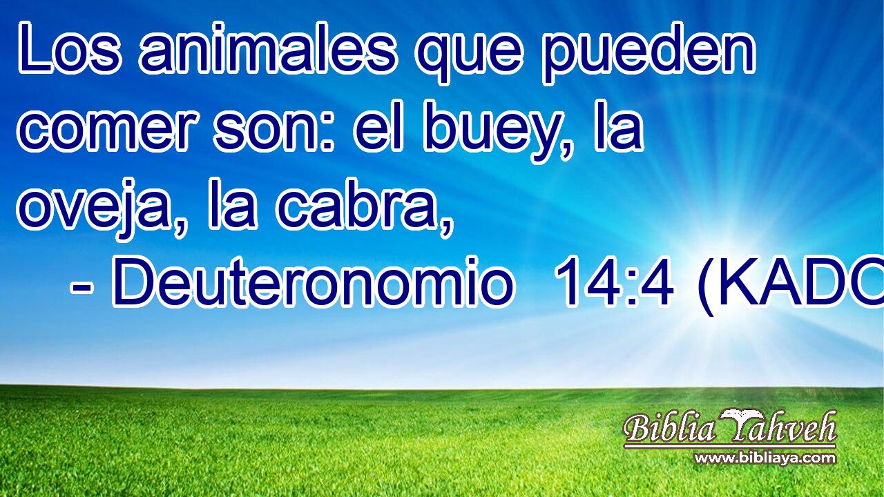  Los animales que pueden comer son: el buey, la oveja, la cabra, 