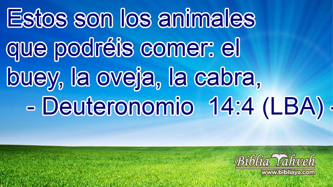 Estos son los animales que podréis comer: el buey, la oveja, la cabra,