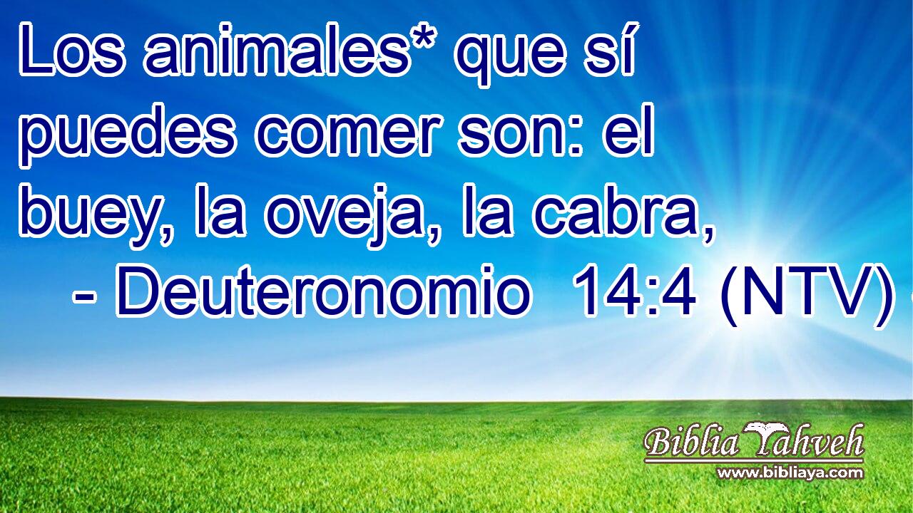 Los animales* que sí puedes comer son: el buey, la oveja, la cabra,