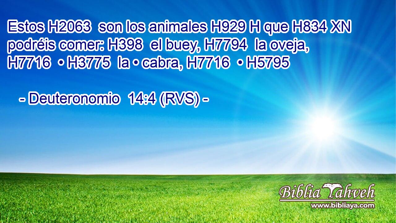 Estos H2063  son los animales H929 H que H834 XN podréis comer: H398  el buey, H7794  la oveja, H7716  • H3775  la • cabra, H7716  • H5795  