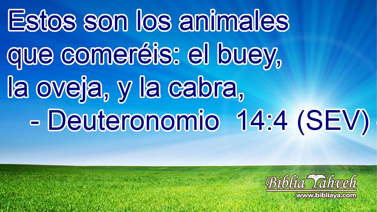 Estos son los animales que comeréis: el buey, la oveja, y la cabra,