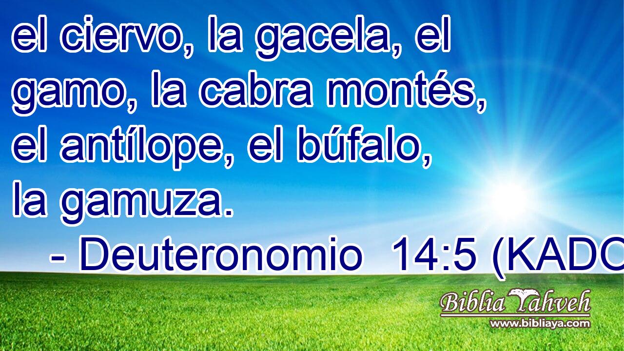  el ciervo, la gacela, el gamo, la cabra montés, el antílope, el búfalo, la gamuza. 