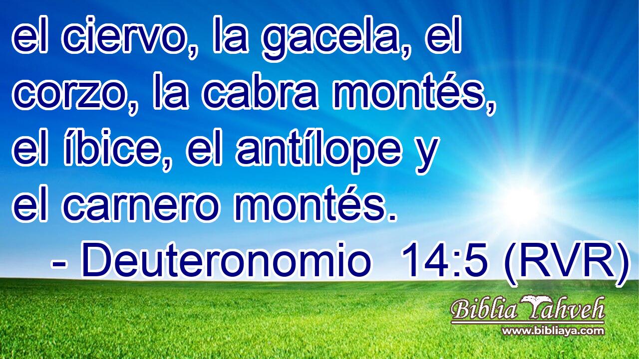 el ciervo, la gacela, el corzo, la cabra montés, el íbice, el antílope y el carnero montés.