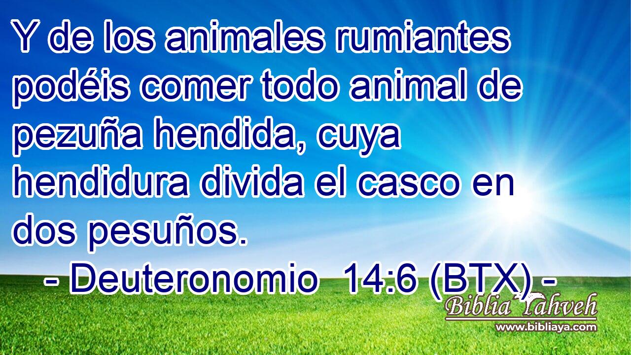 Y de los animales rumiantes podéis comer todo animal de pezuña hendida, cuya hendidura divida el casco en dos pesuños.