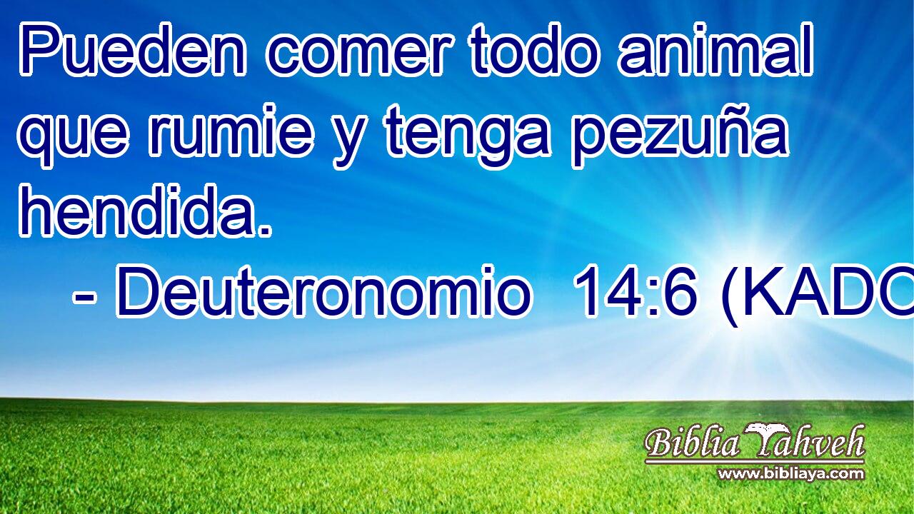  Pueden comer todo animal que rumie y tenga pezuña hendida. 
