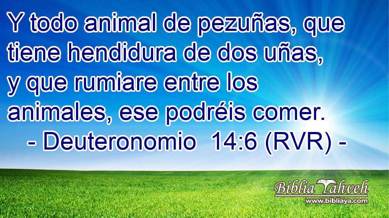 Y todo animal de pezuñas, que tiene hendidura de dos uñas, y que rumiare entre los animales, ese podréis comer.