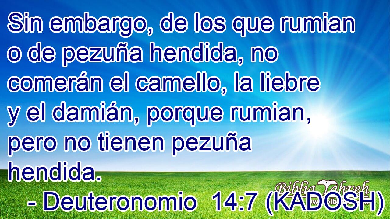  Sin embargo, de los que rumian o de pezuña hendida, no comerán el camello, la liebre y el damián, porque rumian, pero no tienen pezuña hendida. 