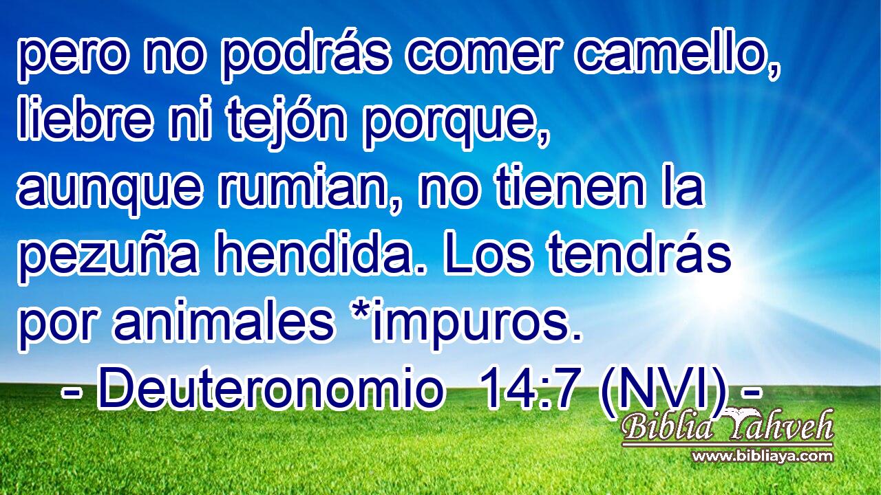  pero no podrás comer camello, liebre ni tejón porque, aunque rumian, no tienen la pezuña hendida. Los tendrás por animales *impuros. 