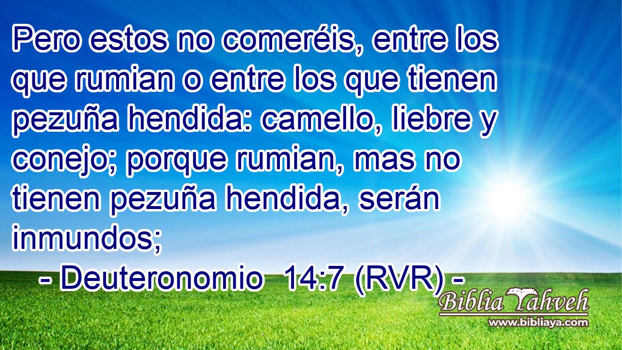 Pero estos no comeréis, entre los que rumian o entre los que tienen pezuña hendida: camello, liebre y conejo; porque rumian, mas no tienen pezuña hendida, serán inmundos;