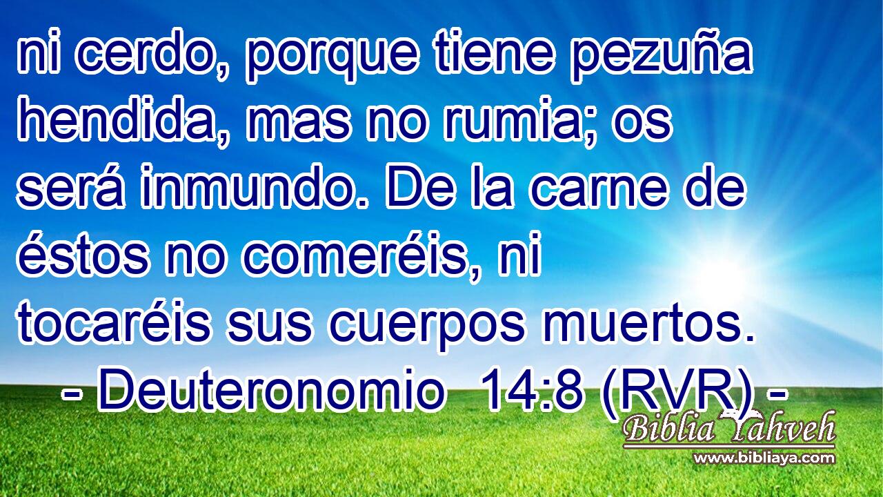 ni cerdo, porque tiene pezuña hendida, mas no rumia; os será inmundo. De la carne de éstos no comeréis, ni tocaréis sus cuerpos muertos.