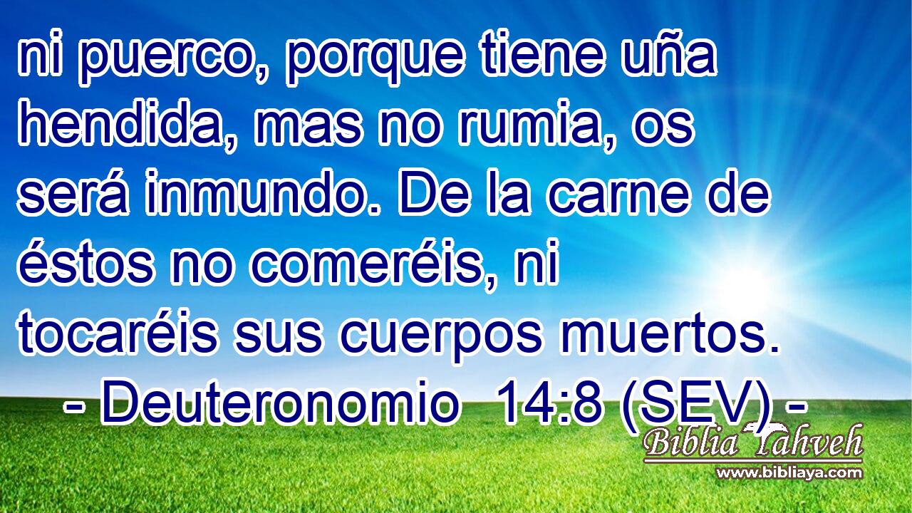 ni puerco, porque tiene uña hendida, mas no rumia, os será inmundo. De la carne de éstos no comeréis, ni tocaréis sus cuerpos muertos.