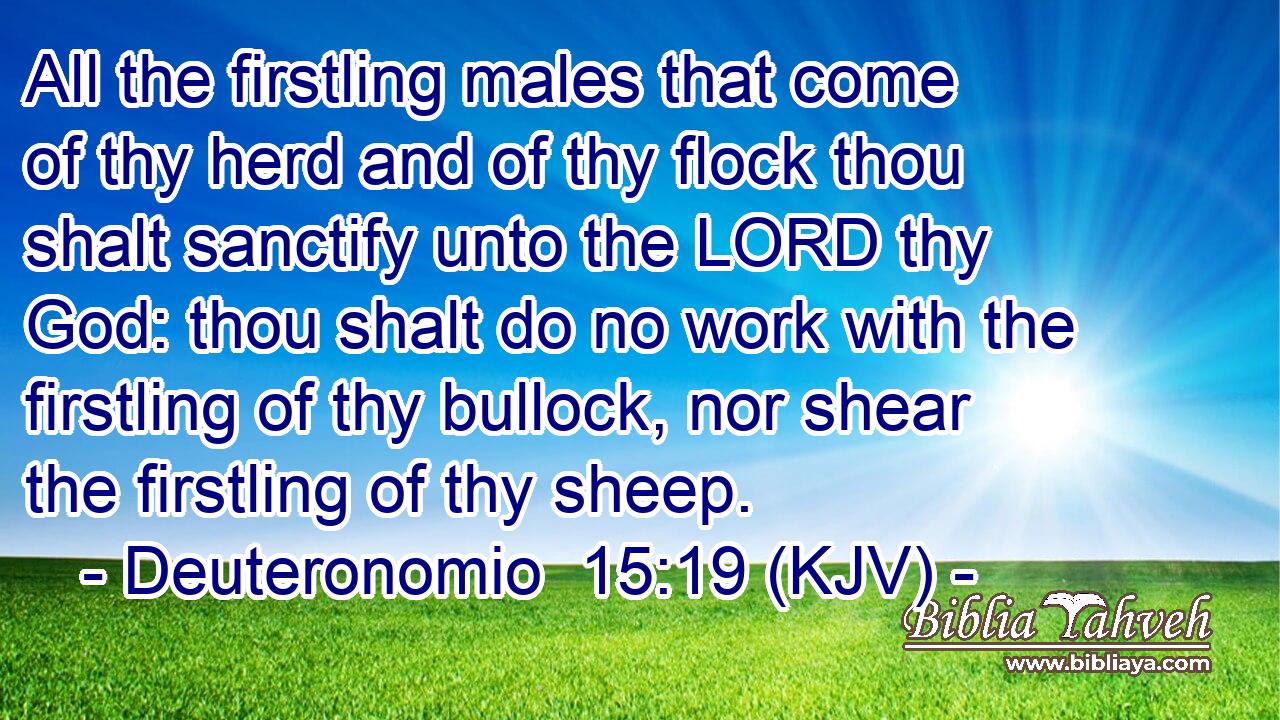All the firstling males that come of thy herd and of thy flock thou shalt sanctify unto the LORD thy God: thou shalt do no work with the firstling of thy bullock, nor shear the firstling of thy sheep.