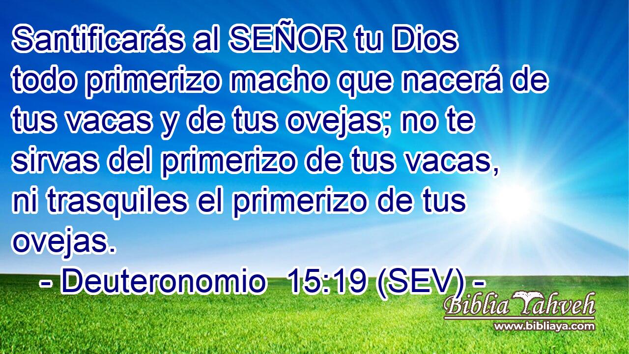 Santificarás al SEÑOR tu Dios todo primerizo macho que nacerá de tus vacas y de tus ovejas; no te sirvas del primerizo de tus vacas, ni trasquiles el primerizo de tus ovejas.