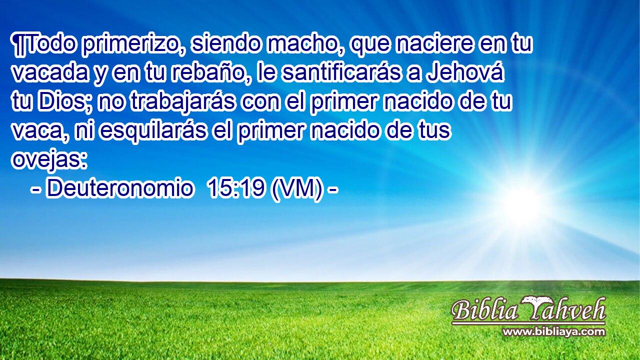  ¶Todo primerizo, siendo macho, que naciere en tu vacada y en tu rebaño, le santificarás a Jehová tu Dios; no trabajarás con el primer nacido de tu vaca, ni esquilarás el primer nacido de tus ovejas: 