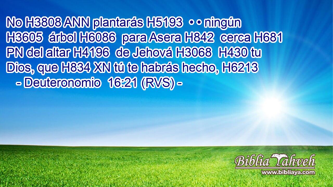 No H3808 ANN plantarás H5193  • • ningún H3605  árbol H6086  para Asera H842  cerca H681 PN del altar H4196  de Jehová H3068  H430 tu Dios, que H834 XN tú te habrás hecho, H6213  