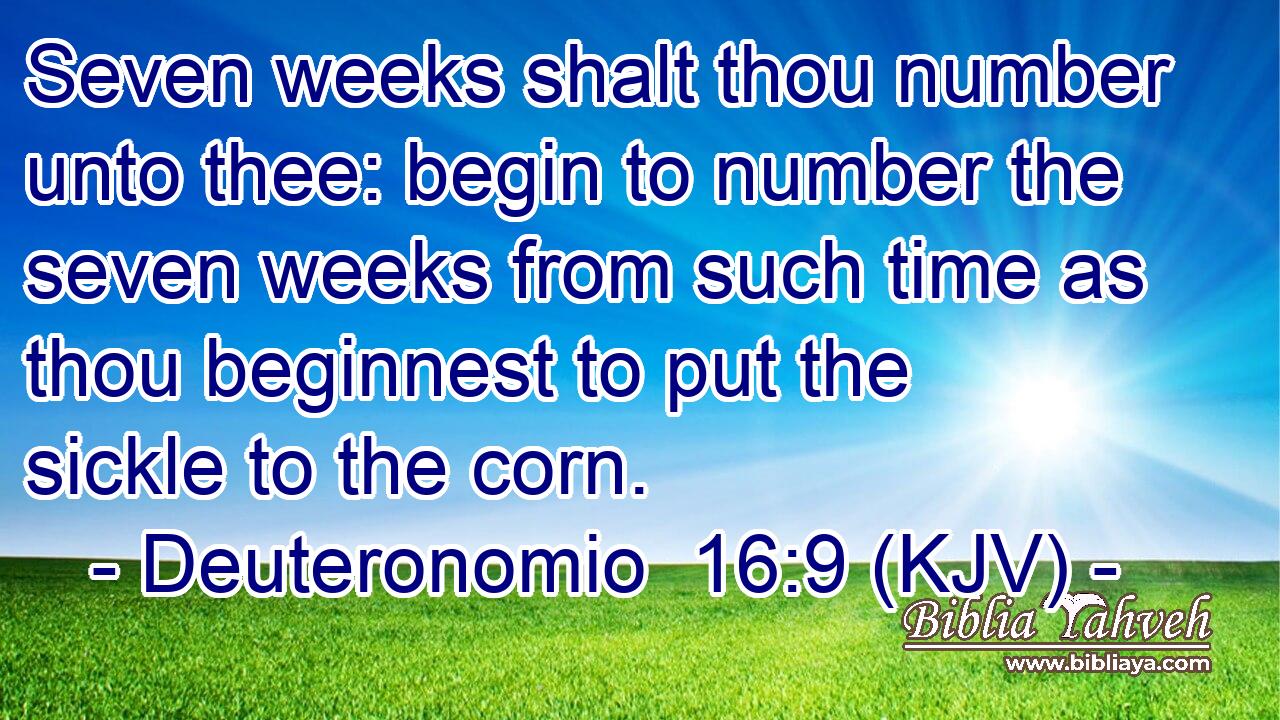 Seven weeks shalt thou number unto thee: begin to number the seven weeks from such time as thou beginnest to put the sickle to the corn.